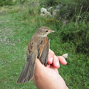 Törnsångare, Sundre 20120828